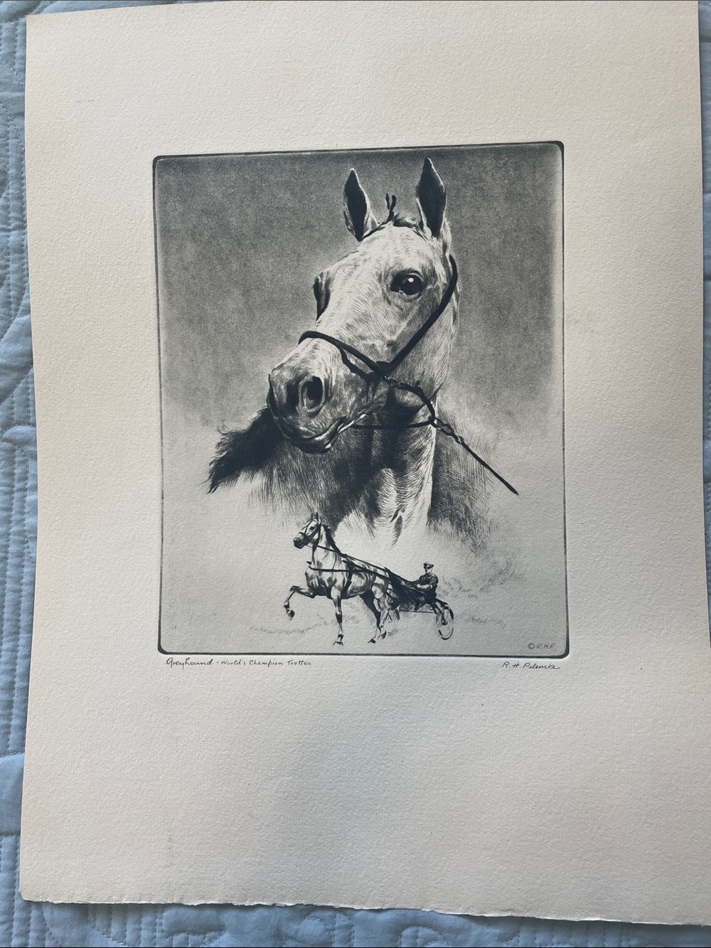 R.H. Palenske "Greyhound" Classic Horse Portrait Print in Black and White